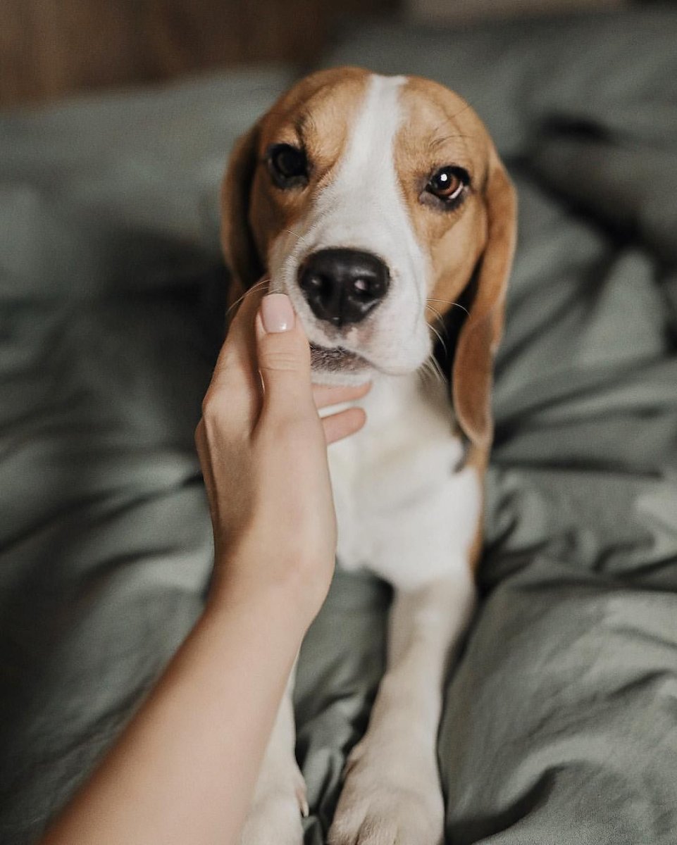 Бигль карликовый