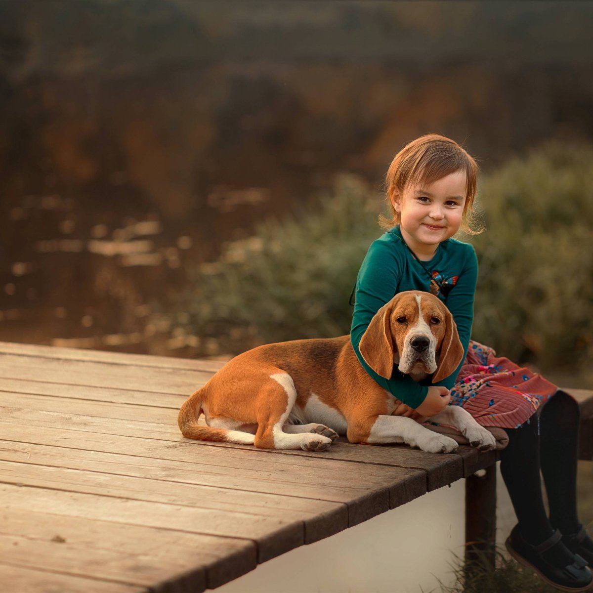 Щенки бигля