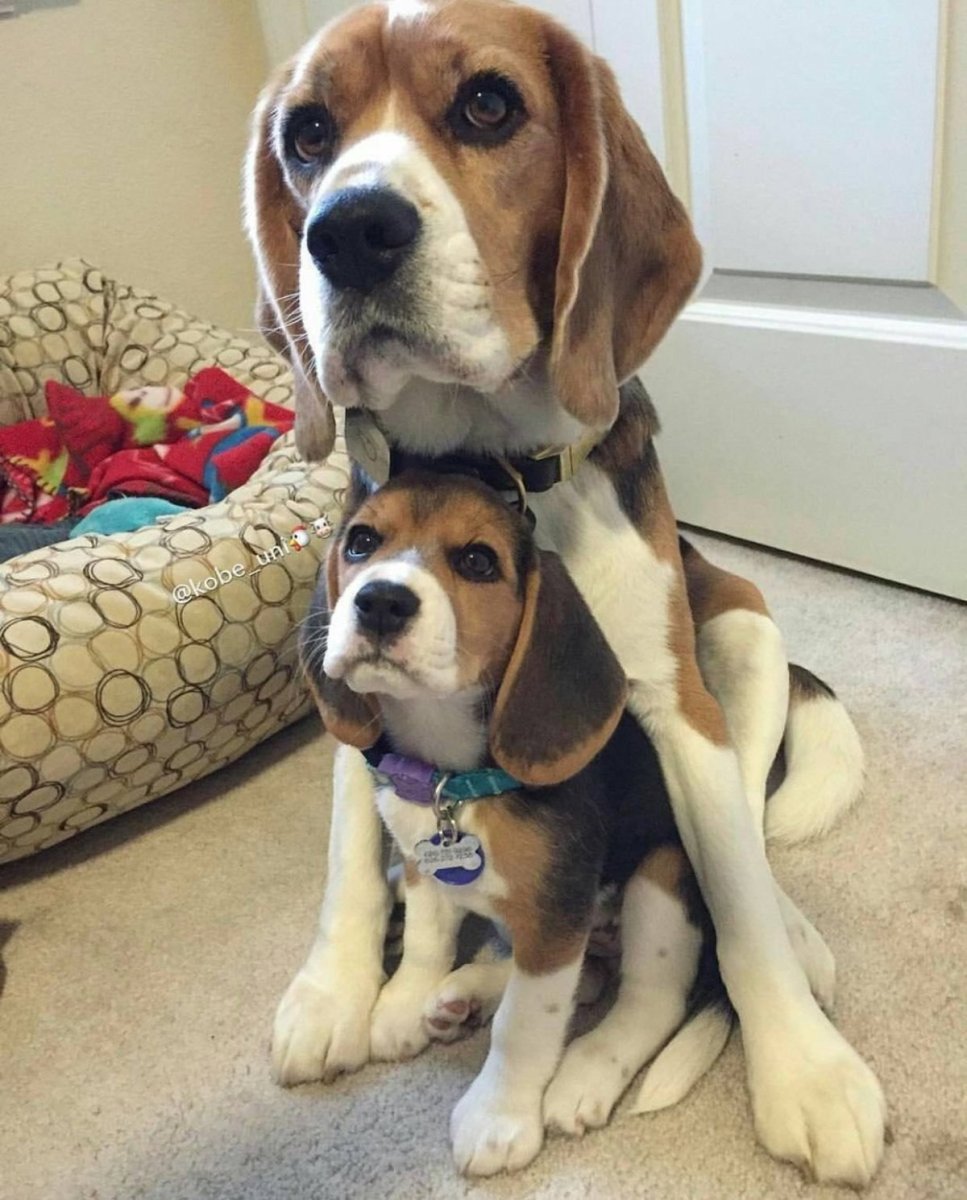 Бигль красавчик