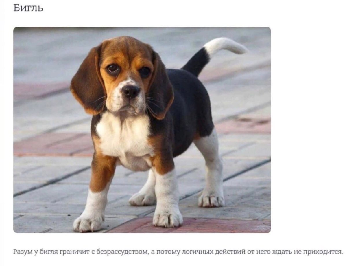 Бигль щенок