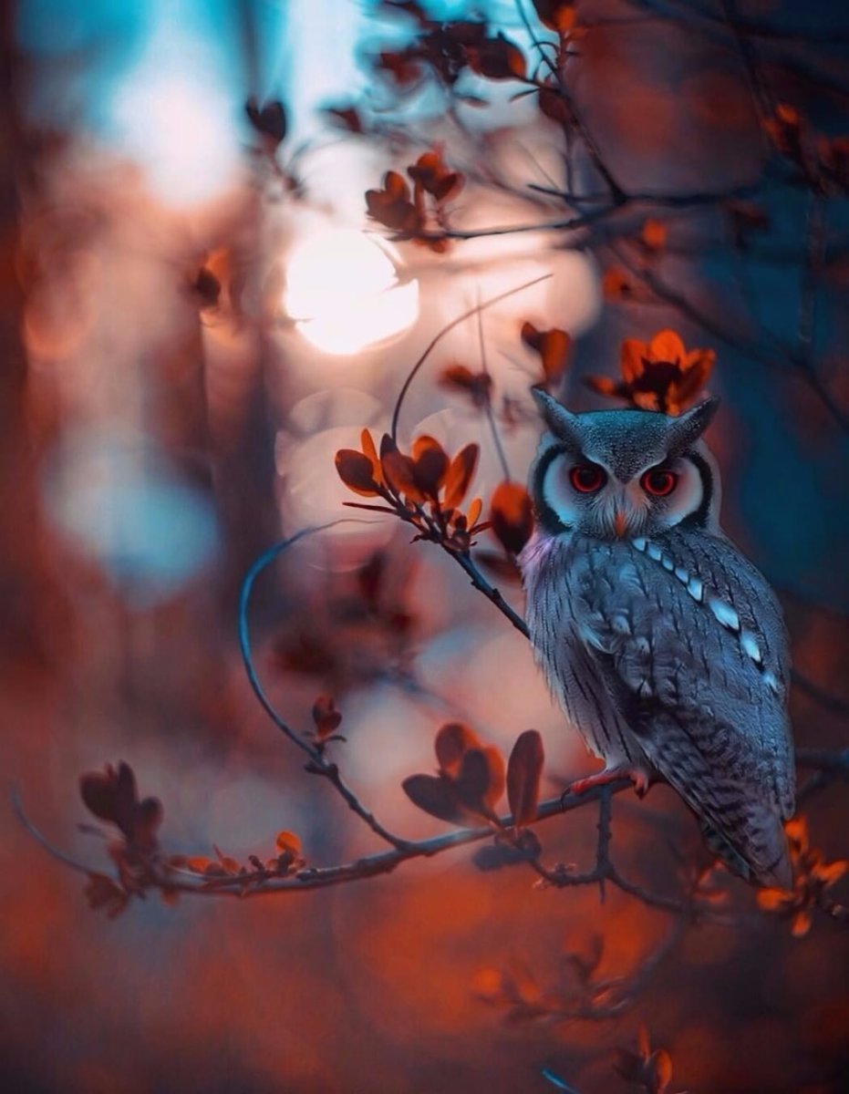 Сладких снов Сова