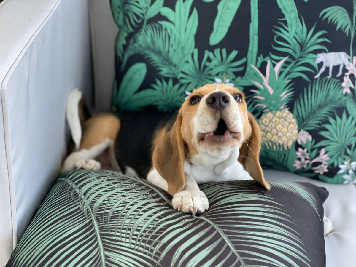 Собака Бигль лает