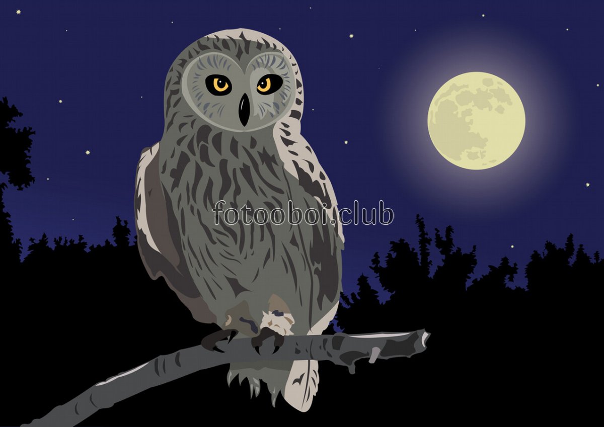 Удивительные Совы