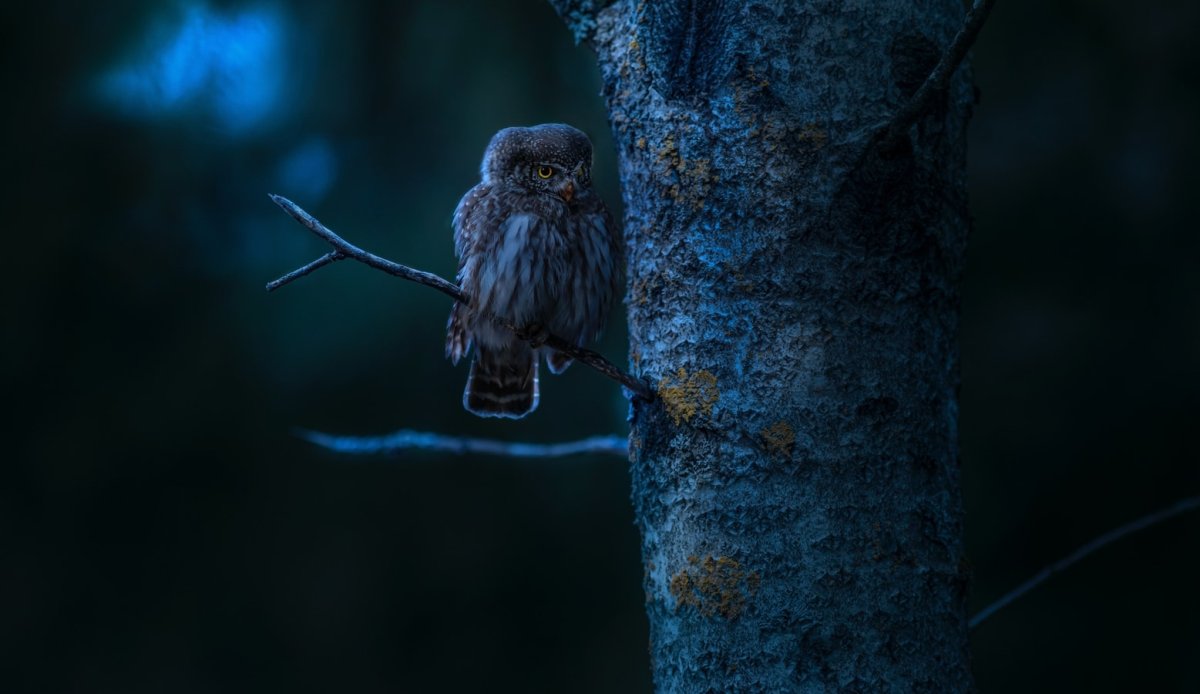 Ночной лес Сова