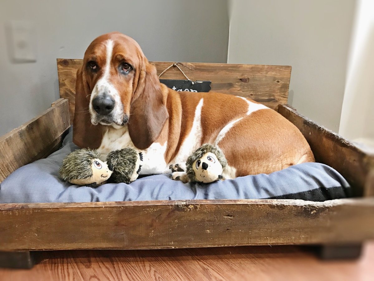 Терри Бигль