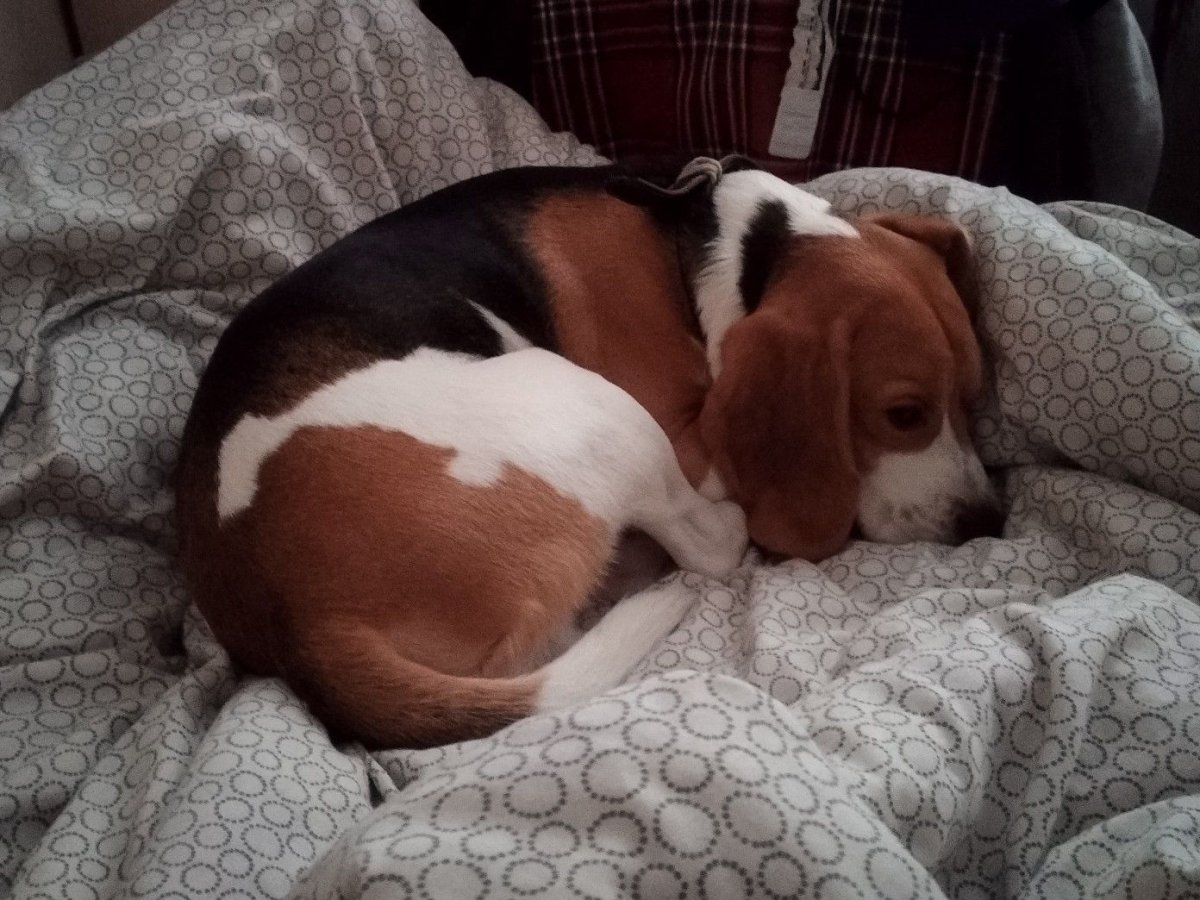 Бигль щенок