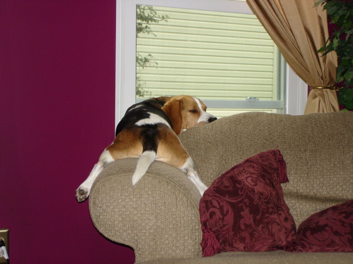 Бигль собака Снупи