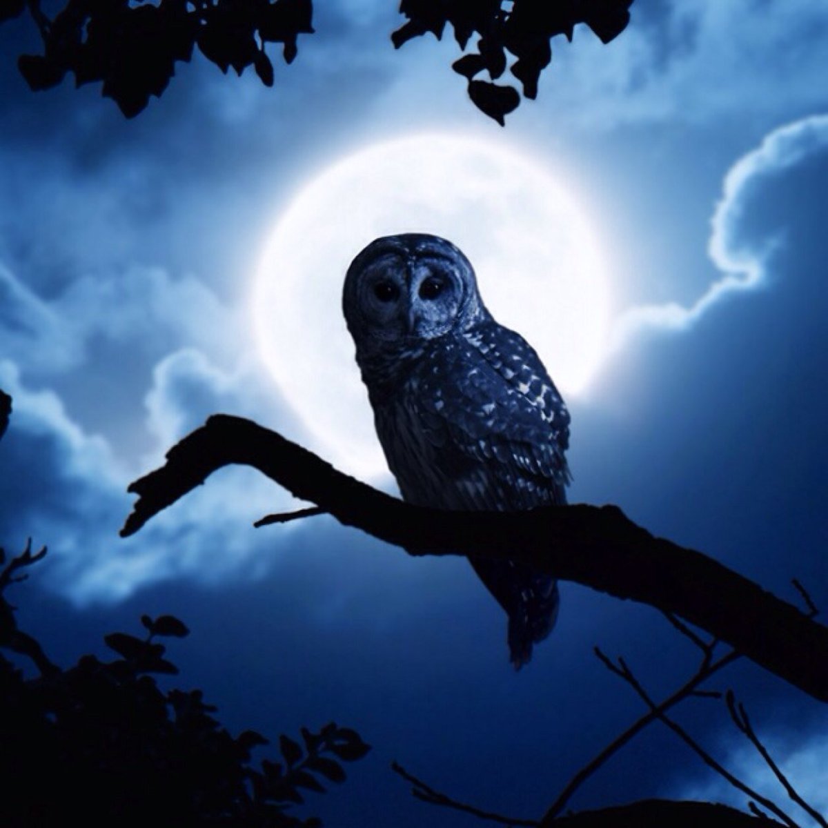 Сова на фоне Луны