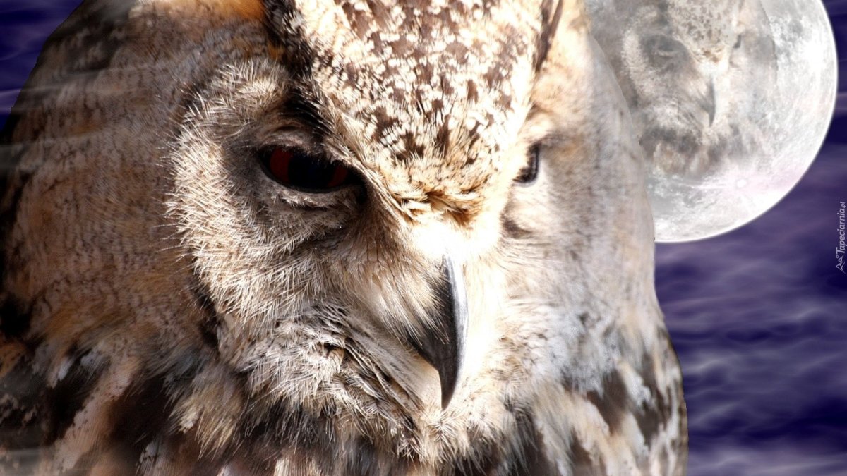 Длиннохвостая неясыть в полете