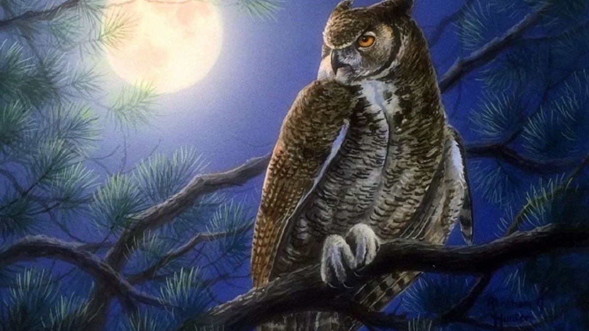 Лесная Сова сипуха