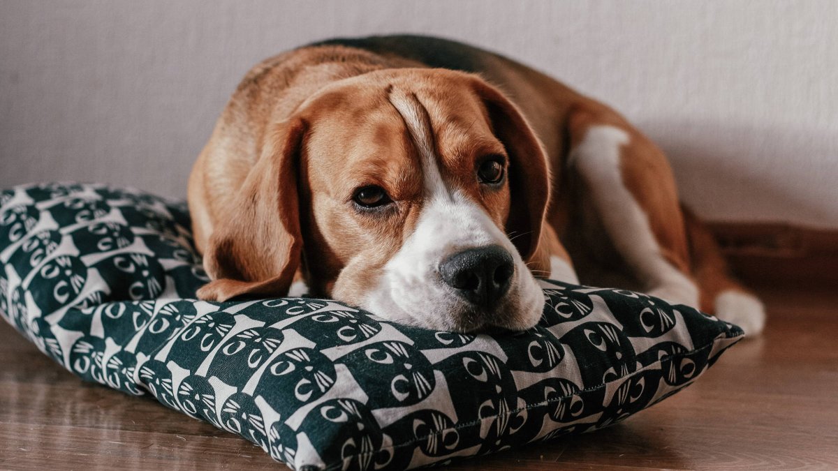 Мини Бигль собака