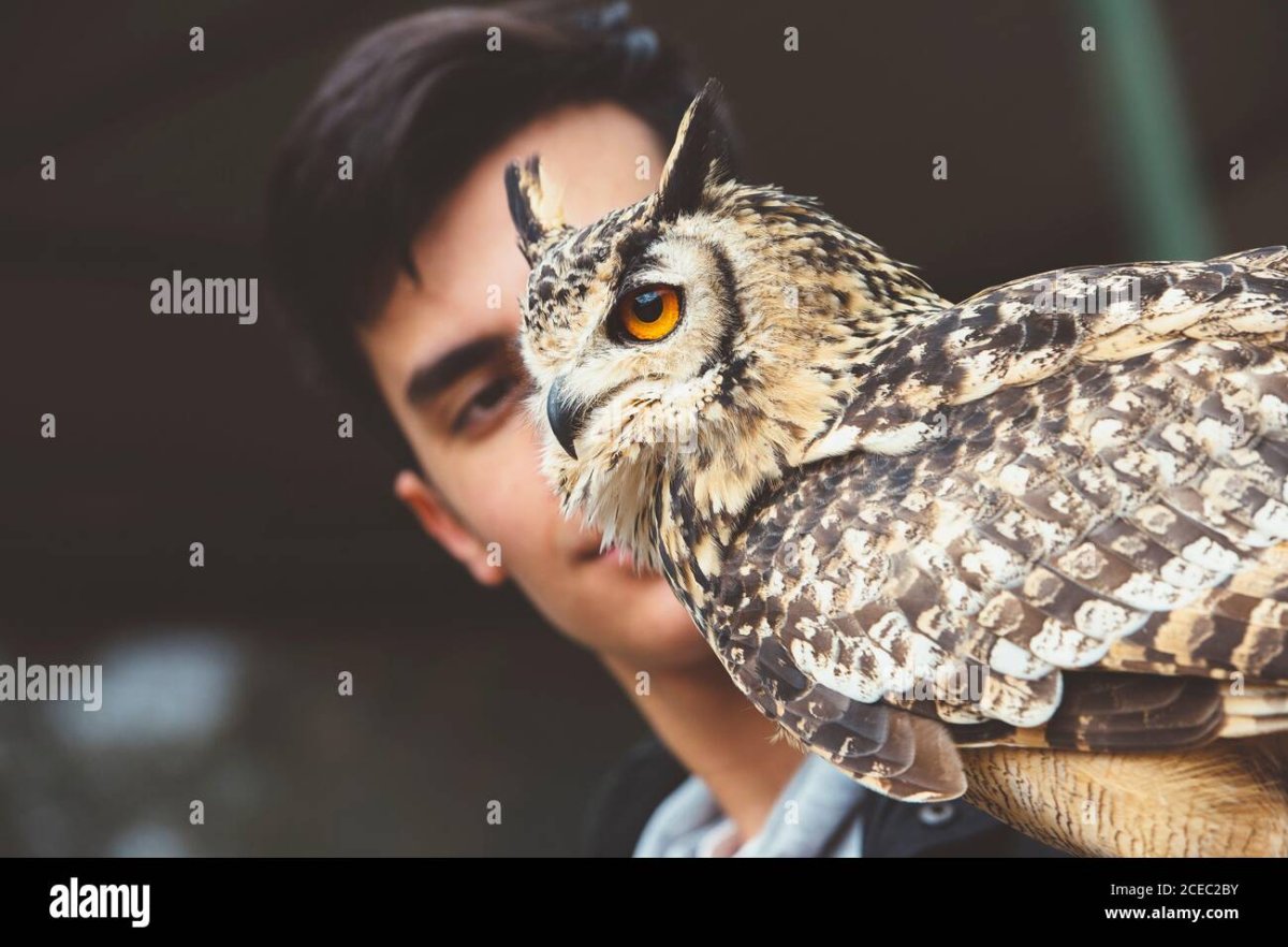 Ночная Сова