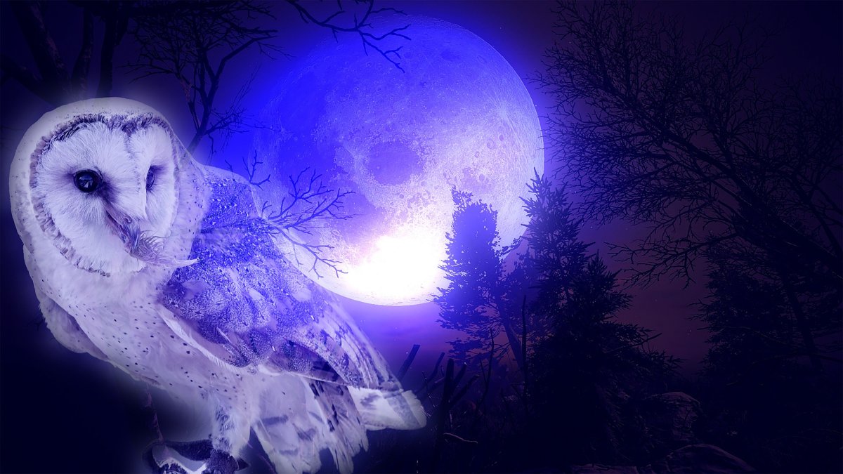 Сова на ветке ночью