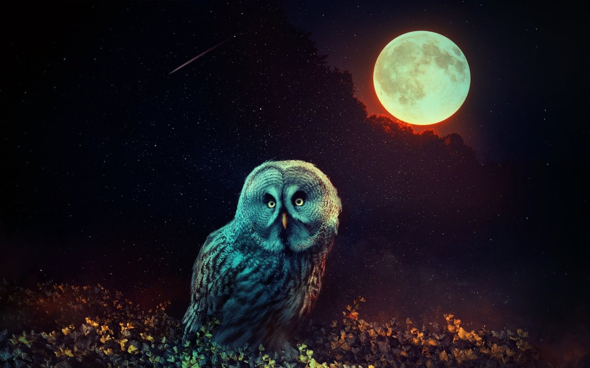 Совы мультяшные