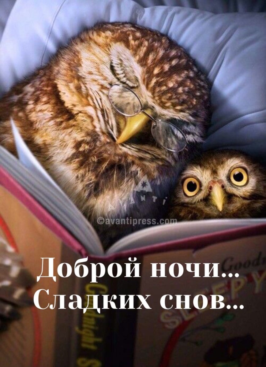 Безумный Филин