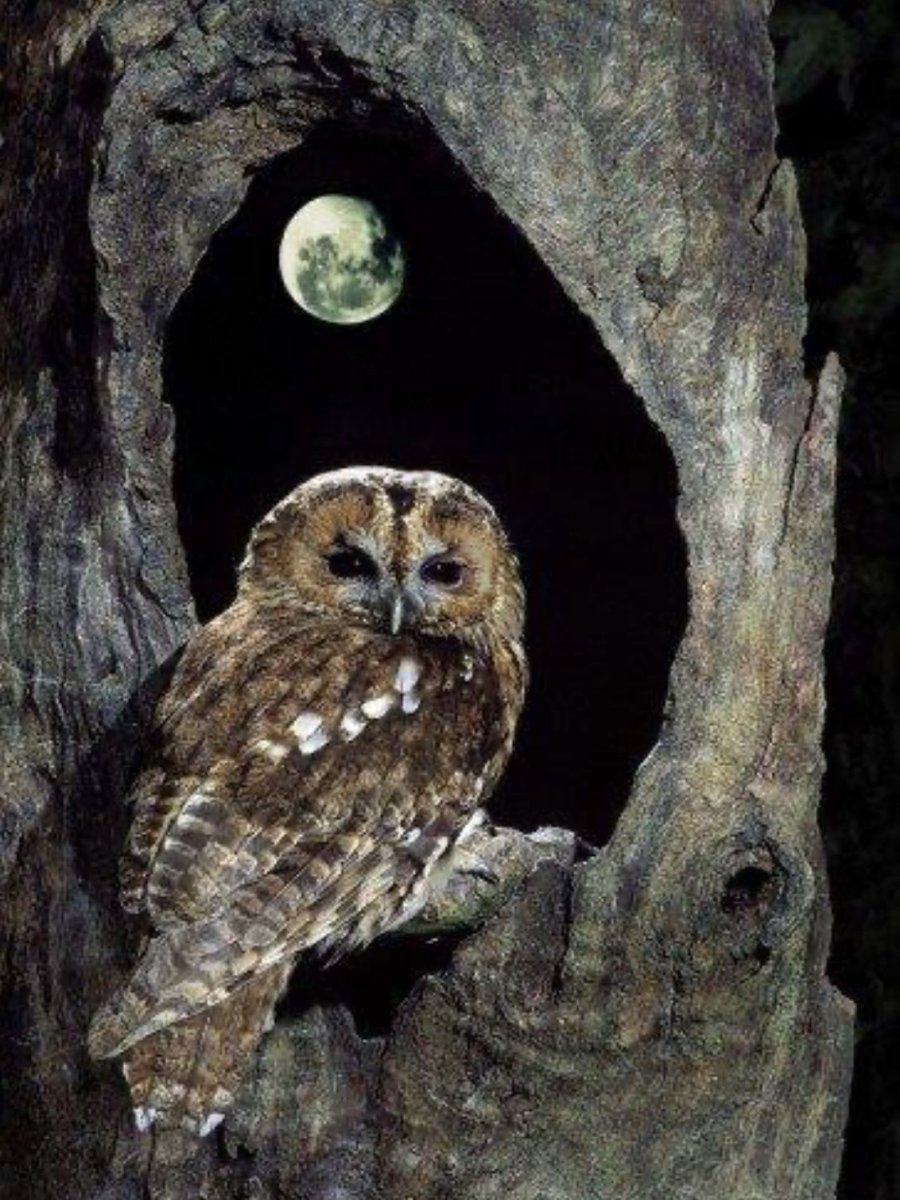 Две Совы арт