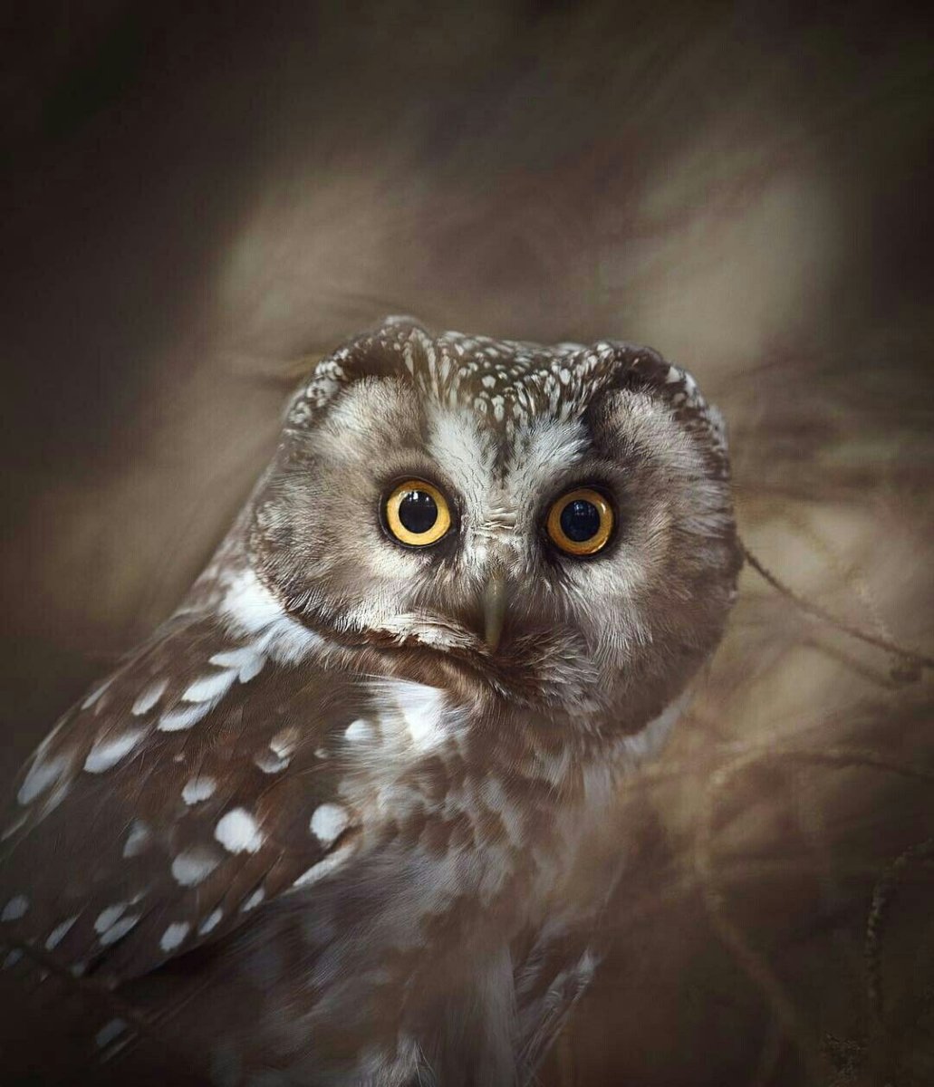 Сова (фиолетовая)