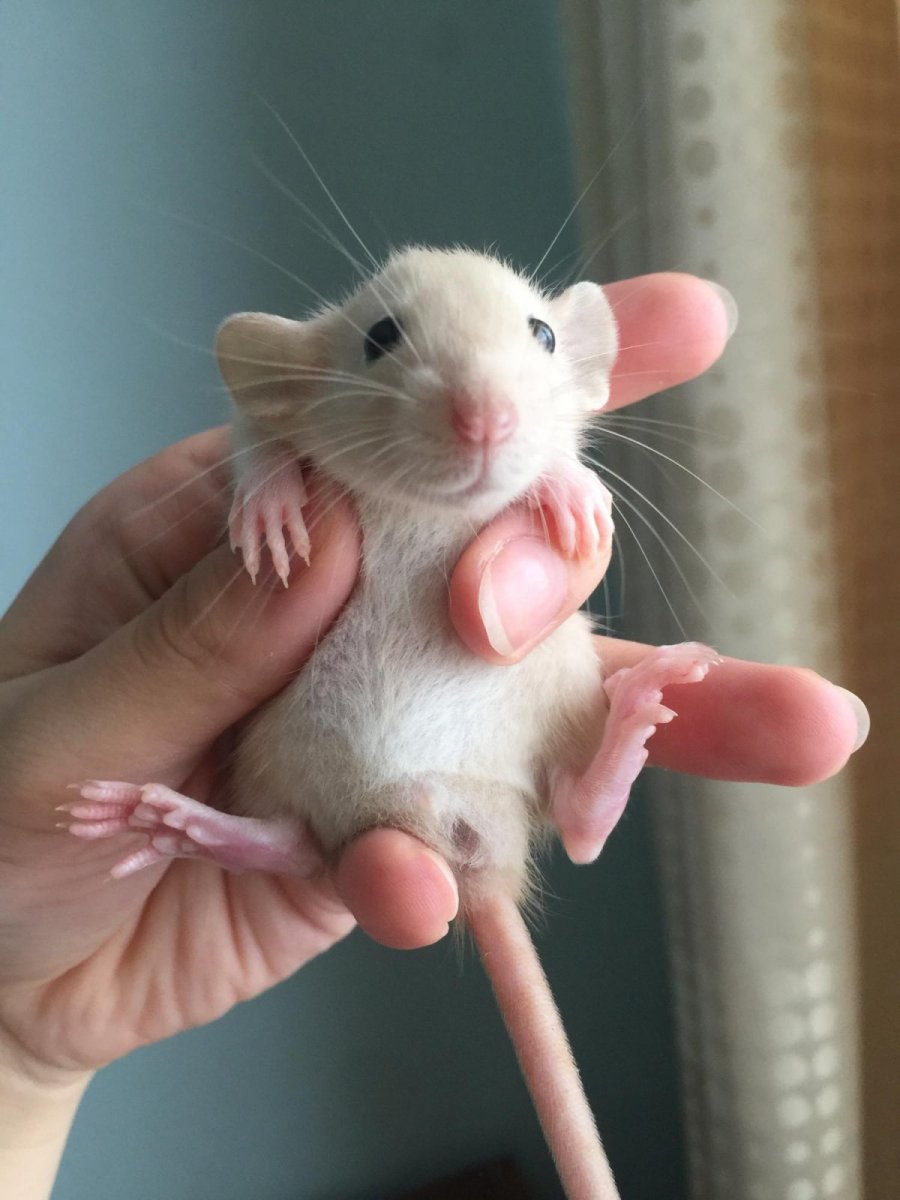 Крыса Дамбо рекс белая