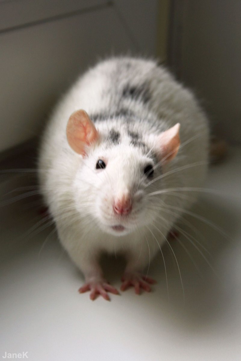 Крыса домашняя пятнистая