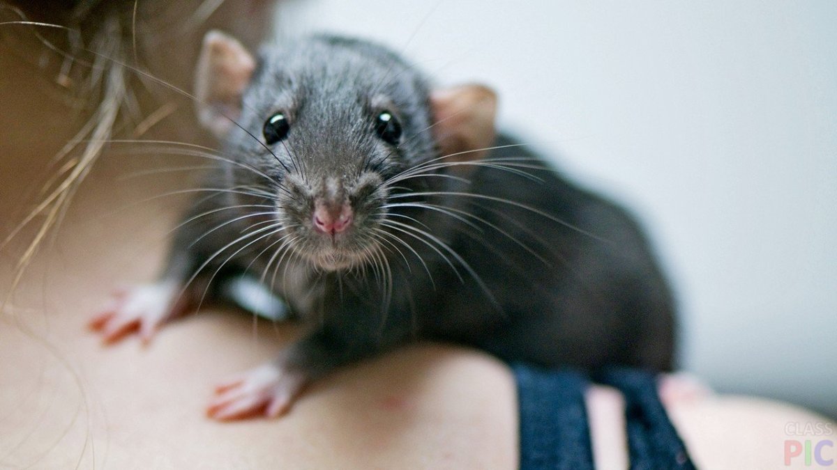 Сатиновая крыса Дамбо