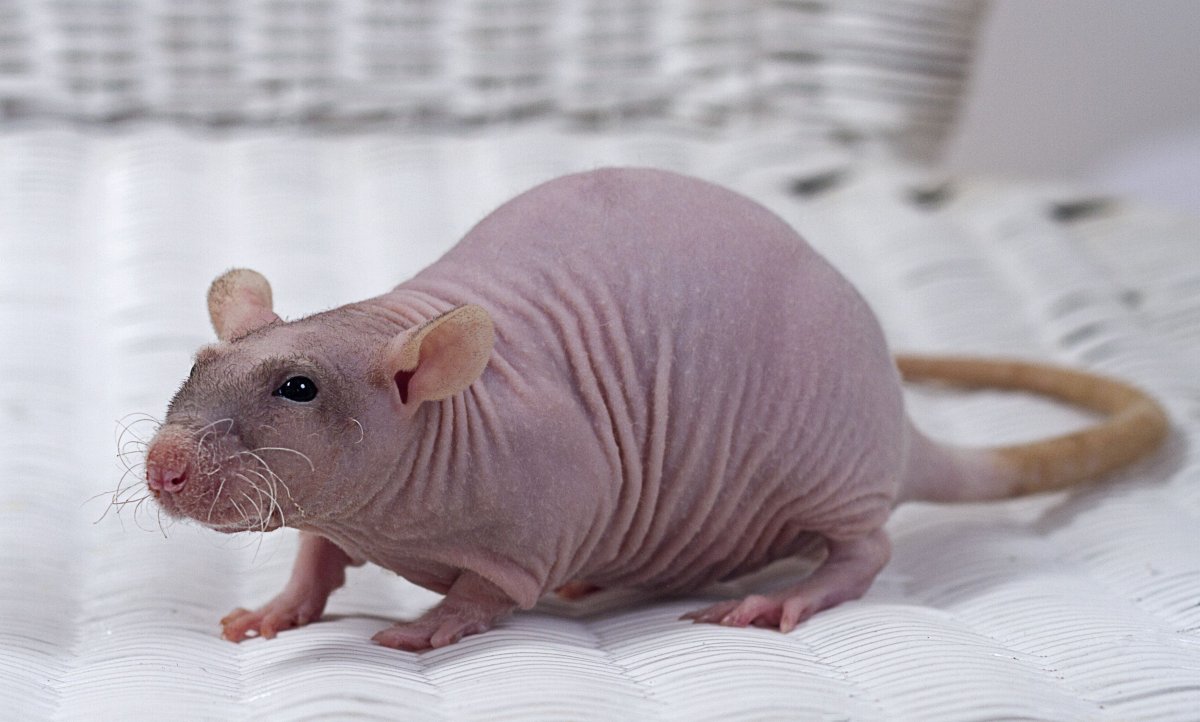 Лысая крыса Дамбо