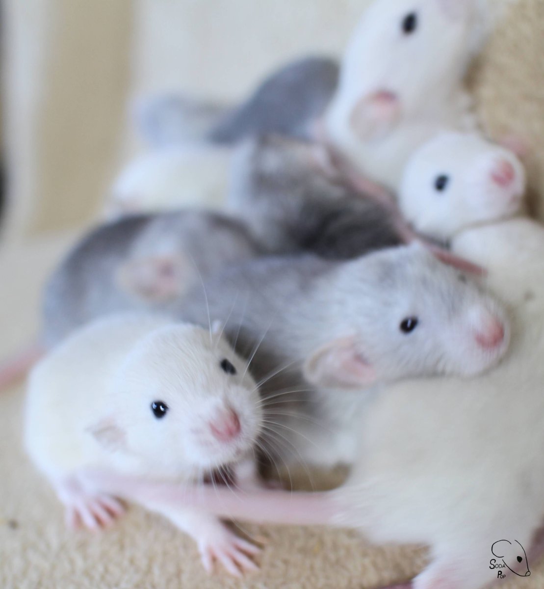 Крысы Дамбо Детеныши