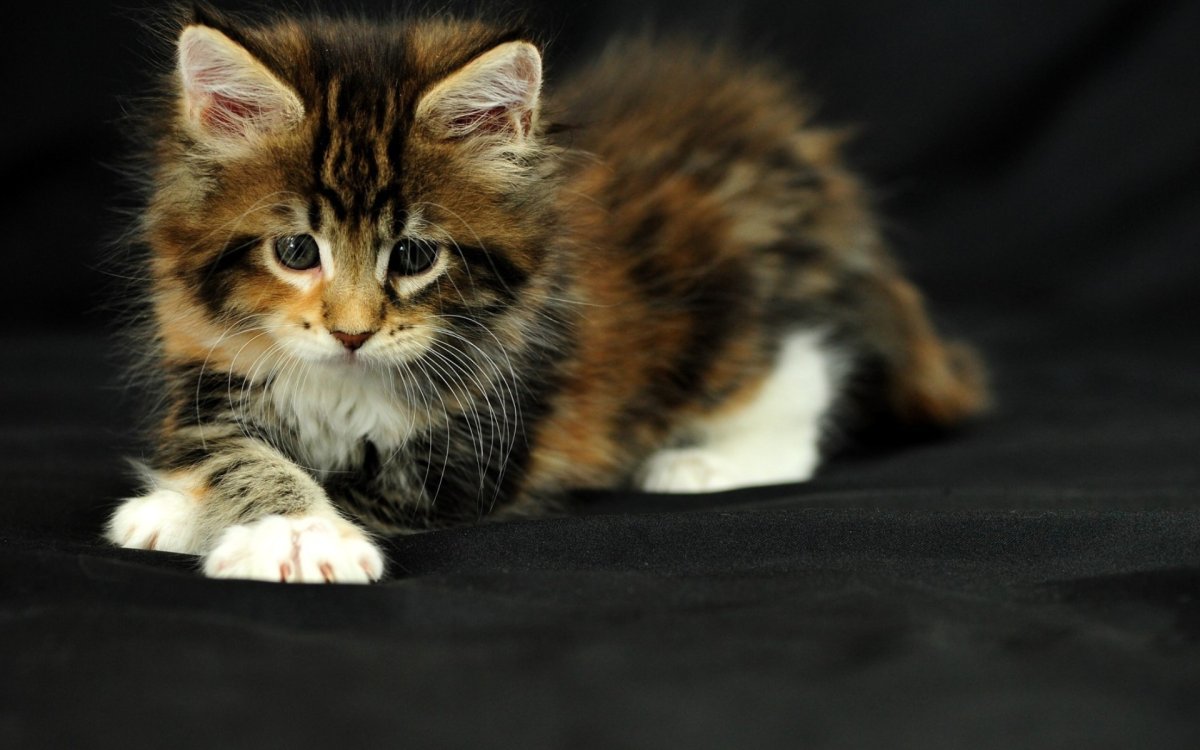 Красивые котята