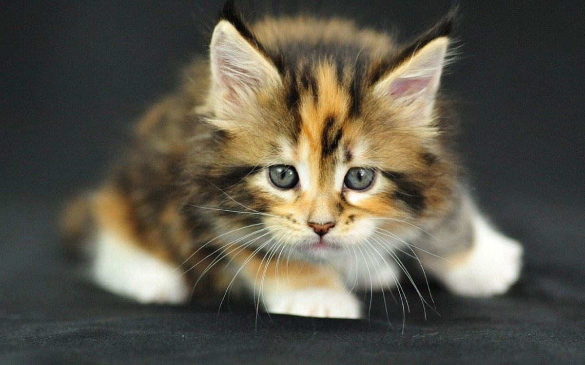 Сибирская кошка пушистая черепаховая