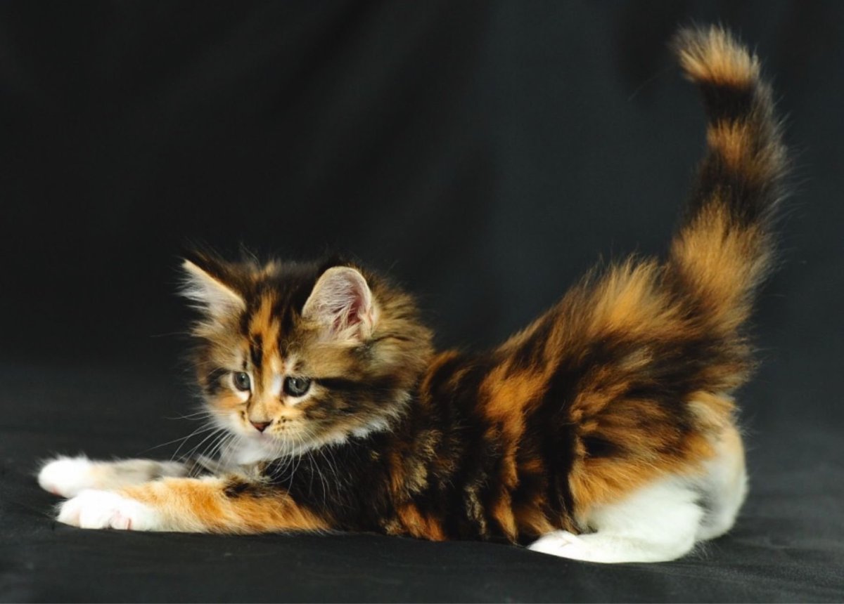 Трёхцветная кошка Мейн кун