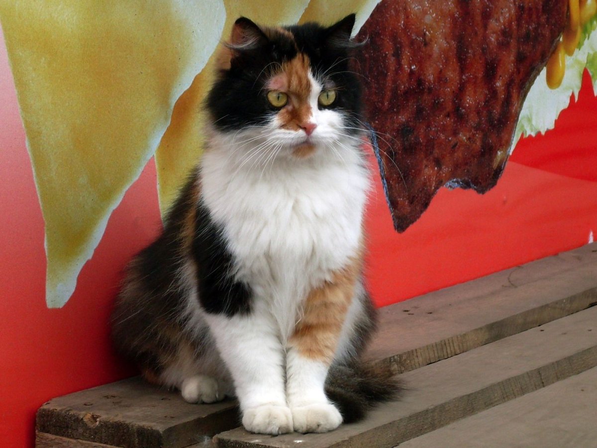 Люси Билодо художник