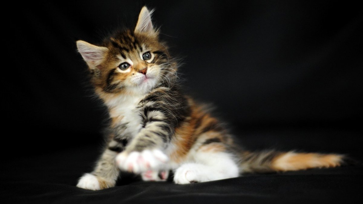 Трехцветные коты Мейн кун