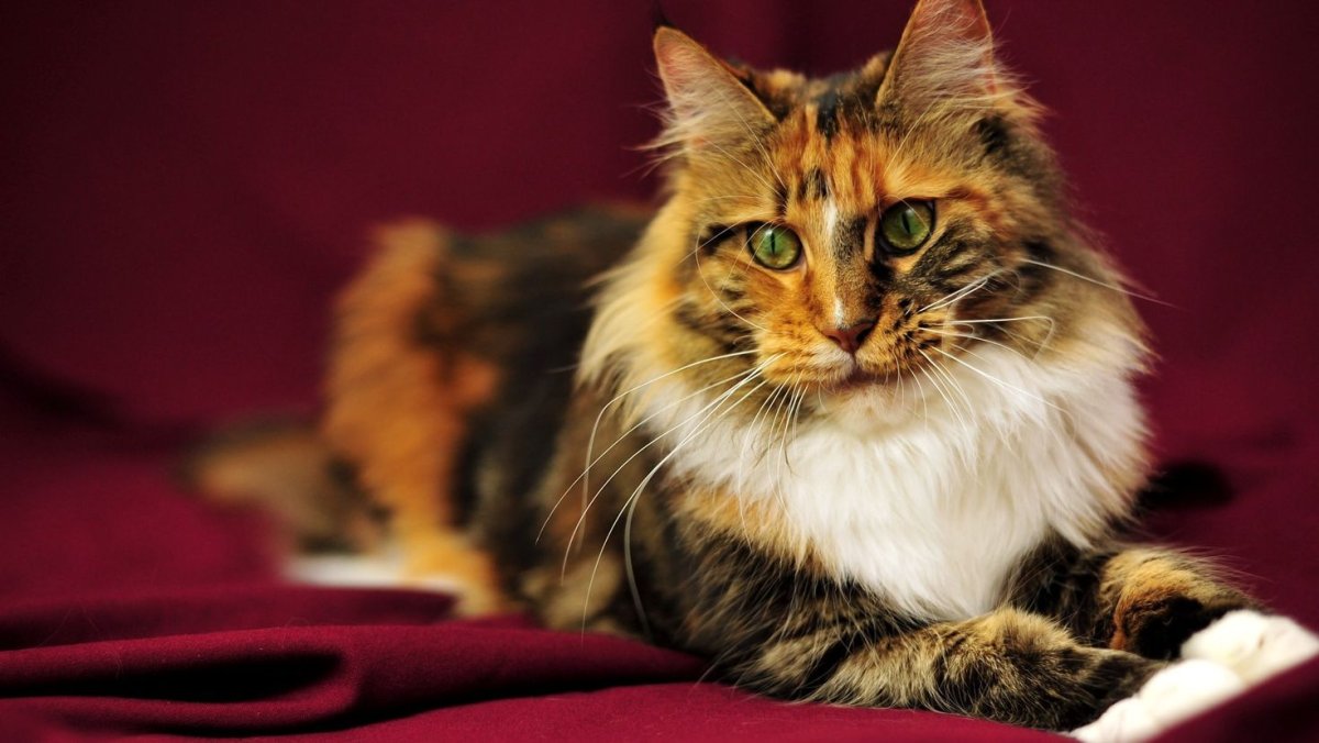 Милые котята