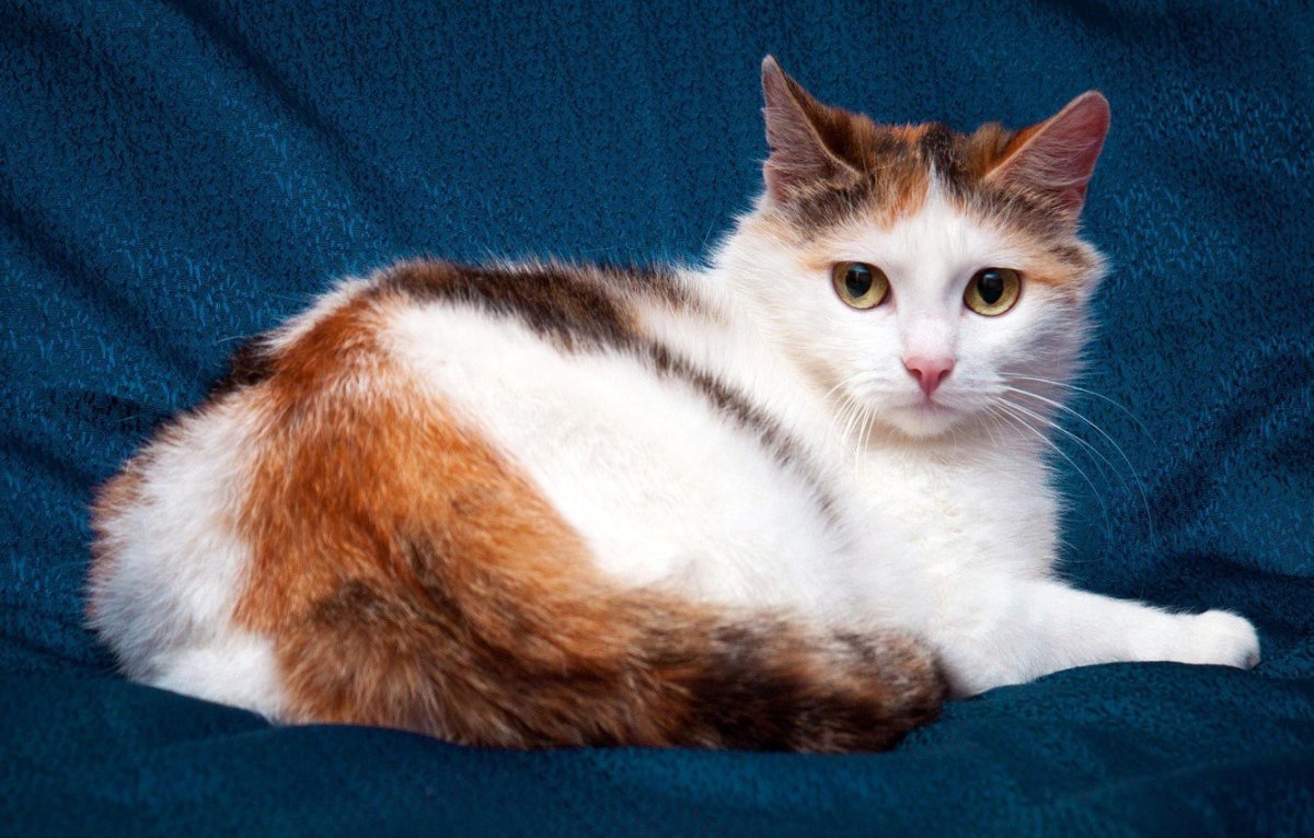 Трехцветная кошка Крысолов