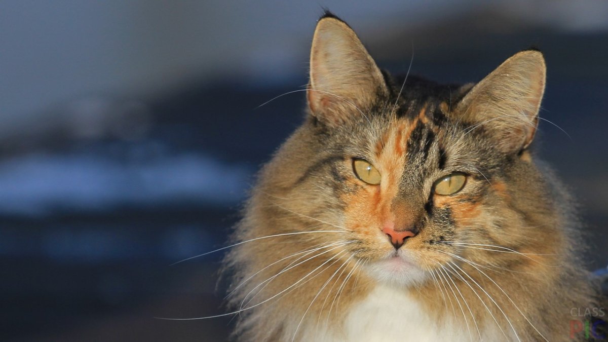 Мейн кун трехцветный котенок