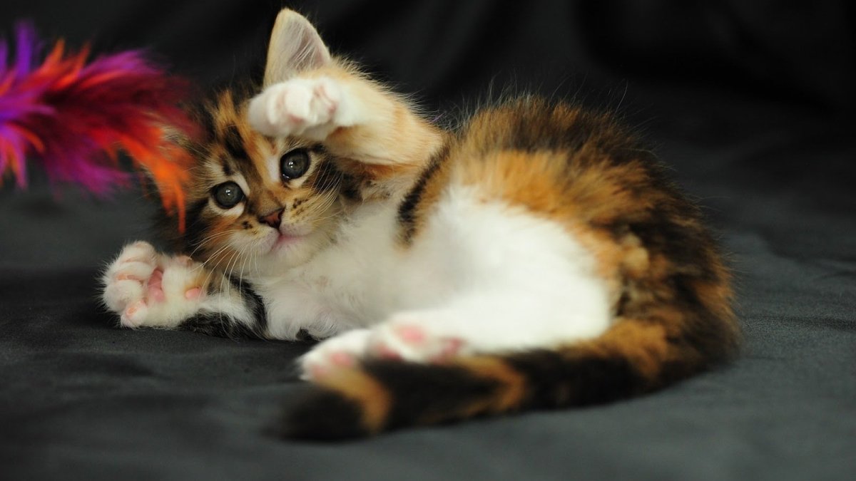 Трёхцветная кошка Мейн кун