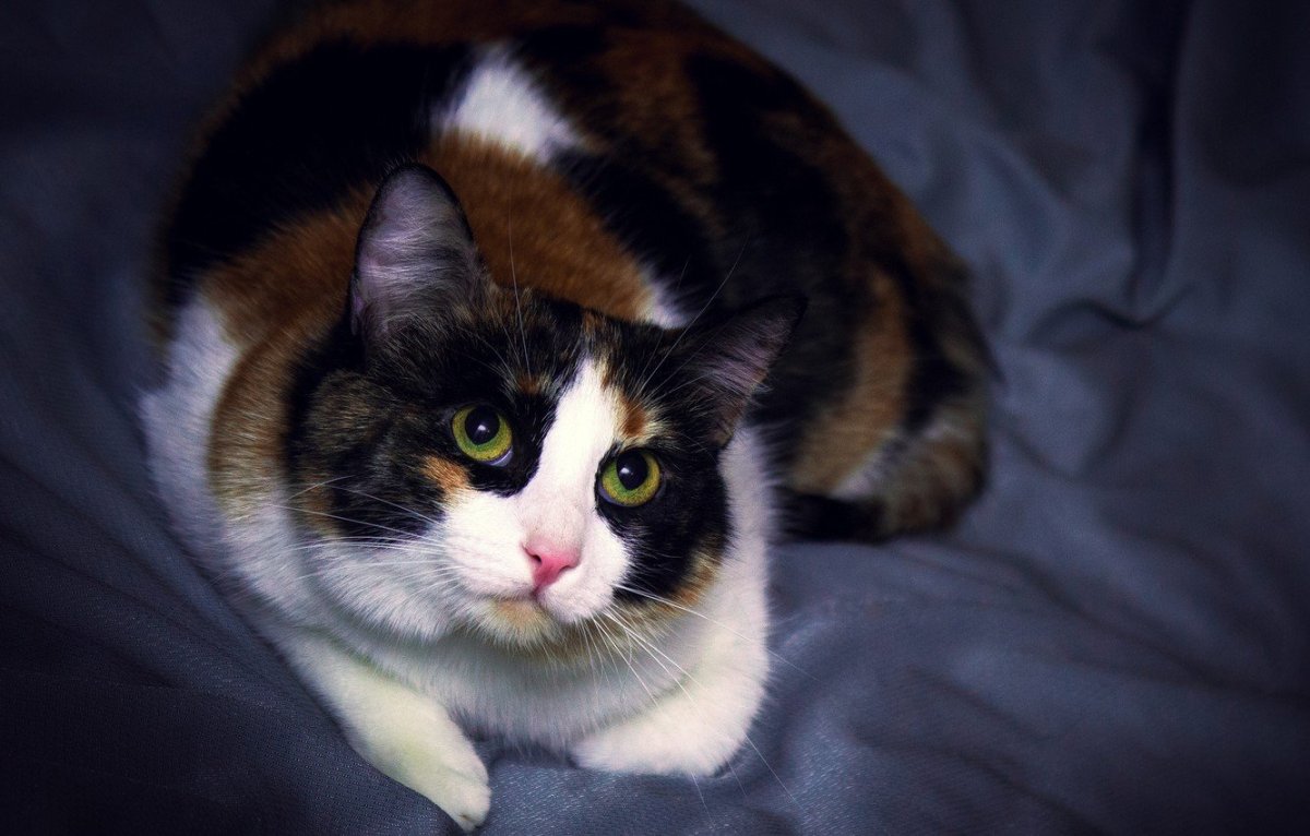 Вислоухие котята трехцветные