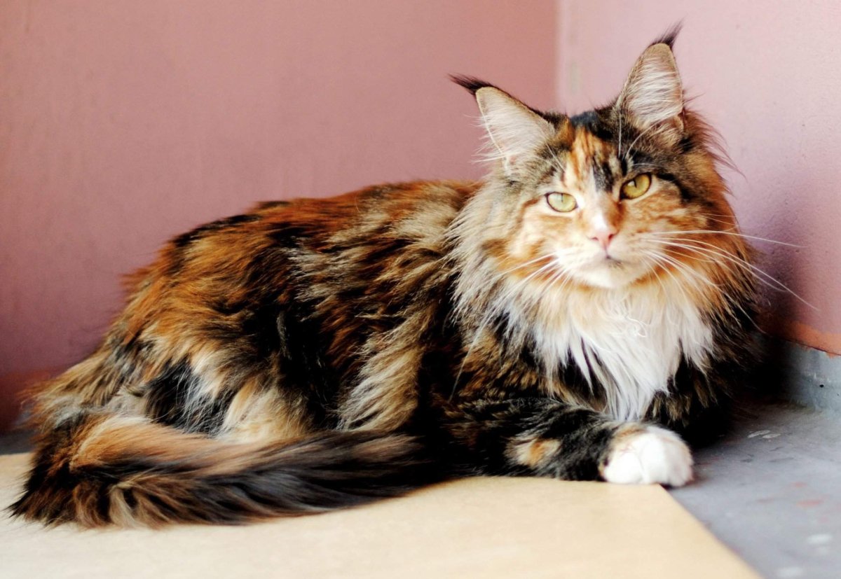 Крапчато черепаховая кошка