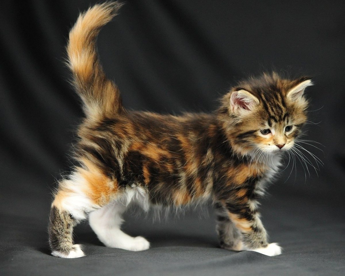 Кошка трехцветная пестрая