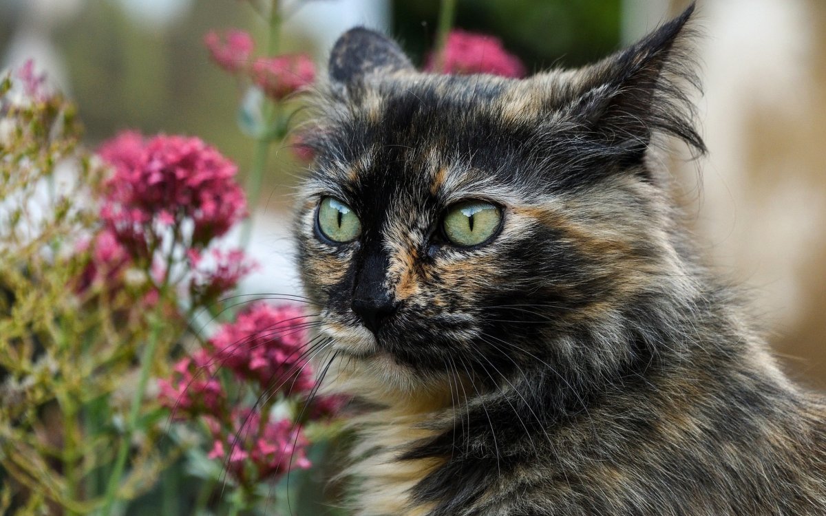 Tortoiseshell Cat порода