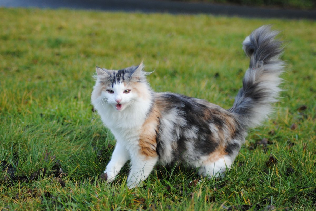 Трёхцветная кошка на природе