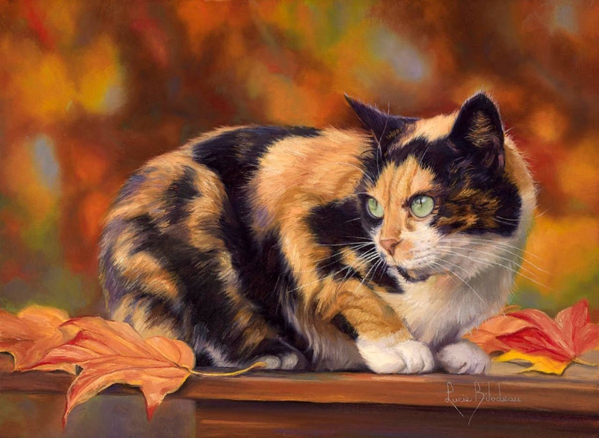 Беспородные кошки трёхцветные