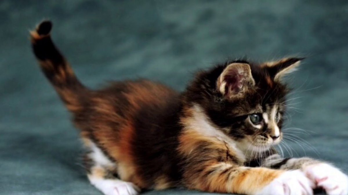 Трёхцветная кошка