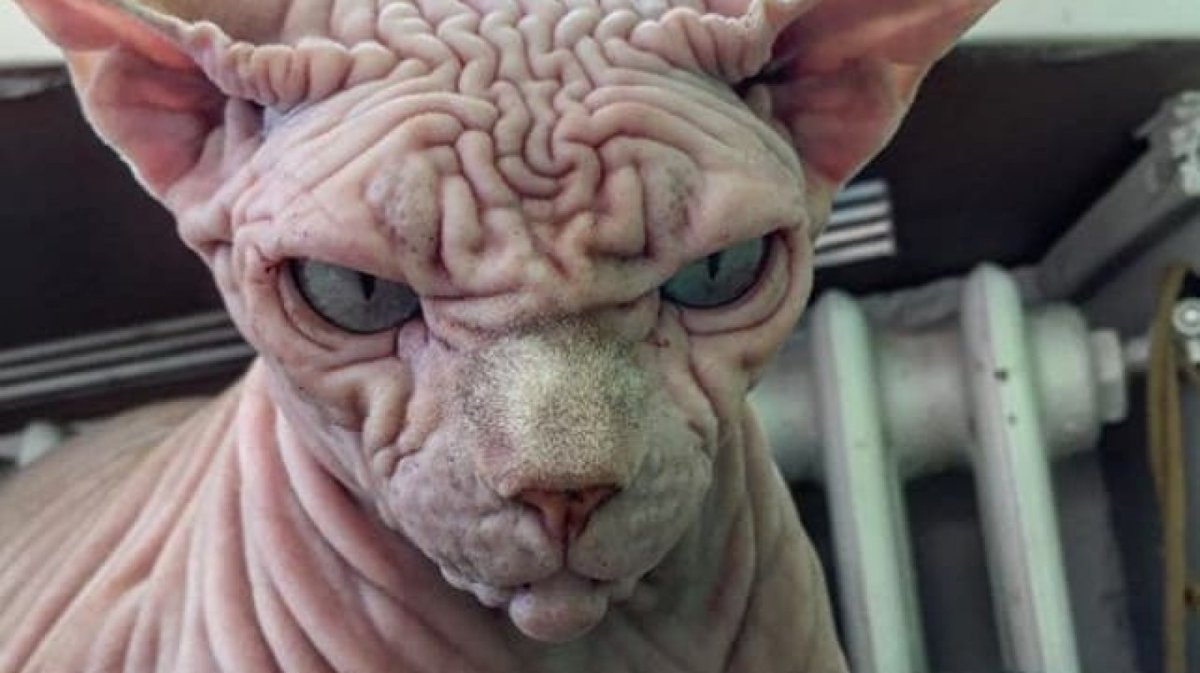 Злой канадский сфинкс