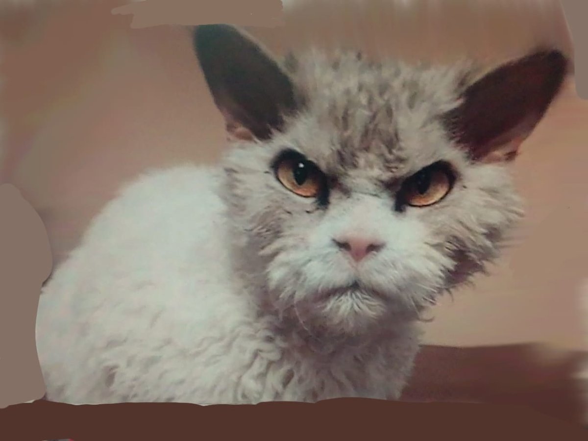 Страшный кот