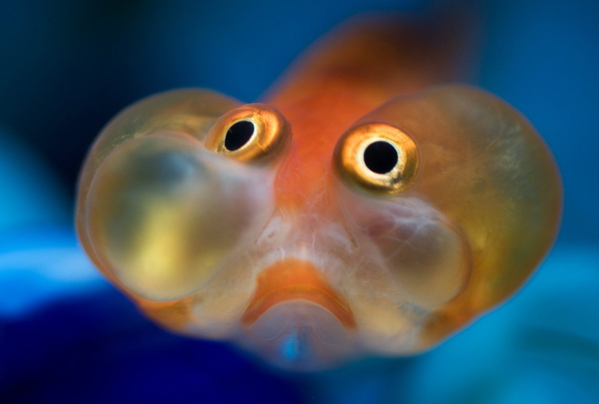 Рыба с выпученными глазами