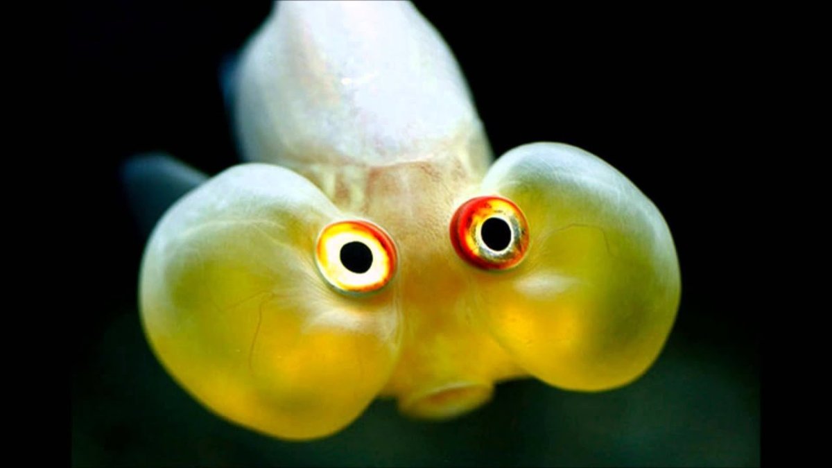 Смешные рыбы