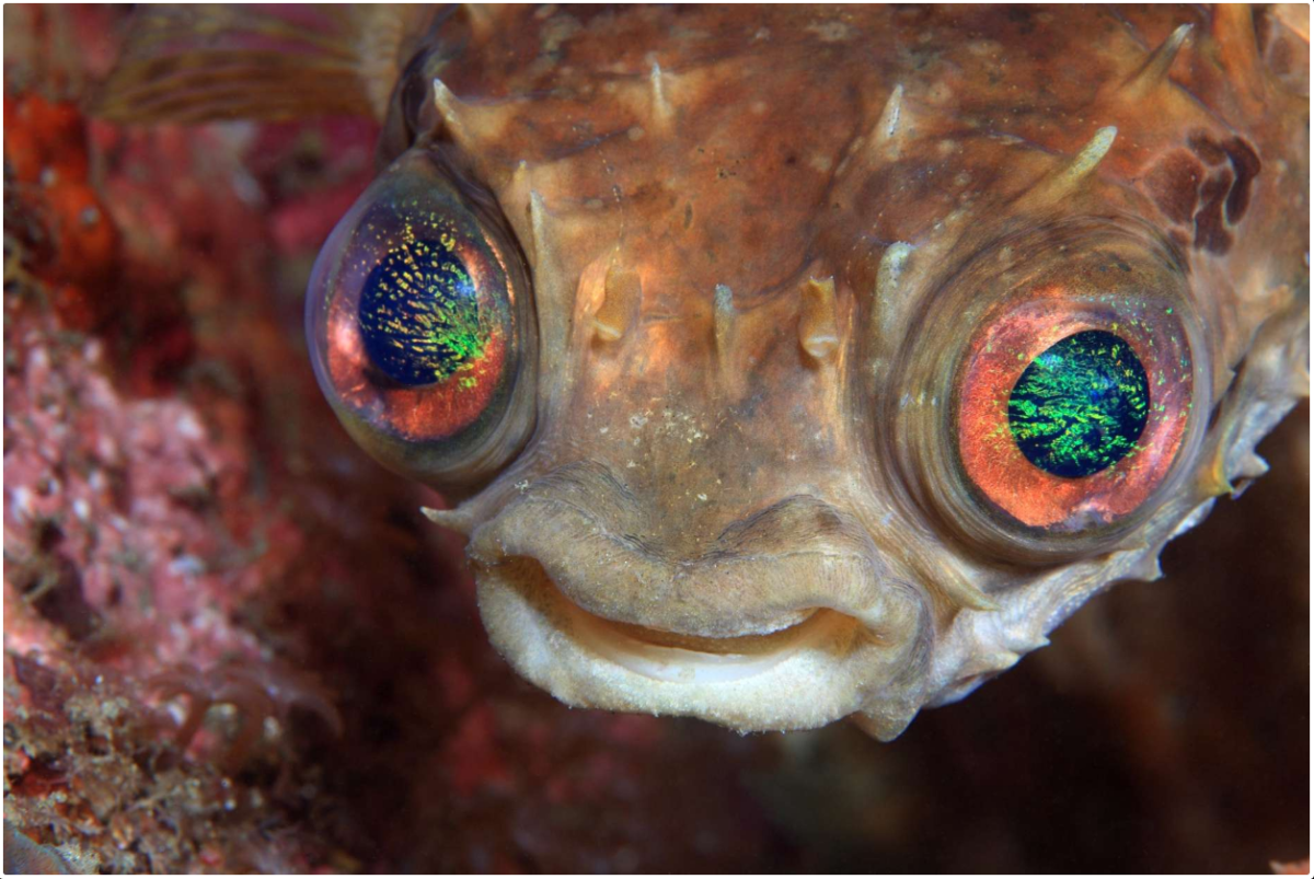 Рыбьи глазки