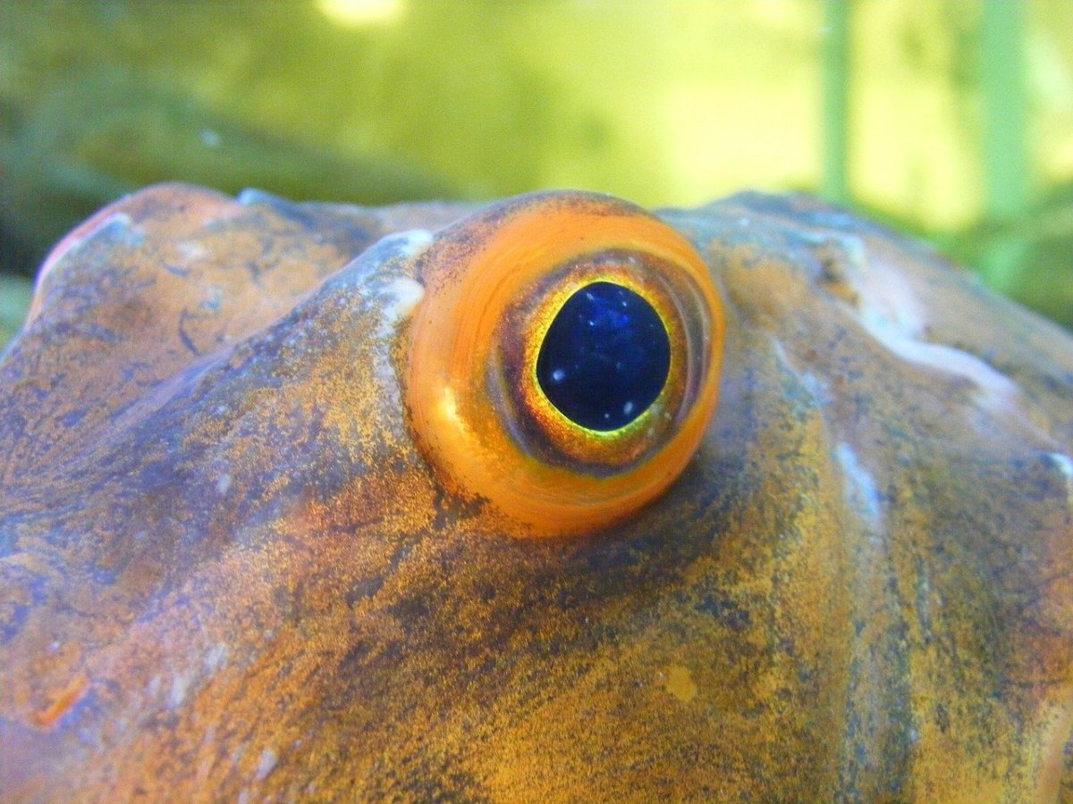 Бычеглаз рыба