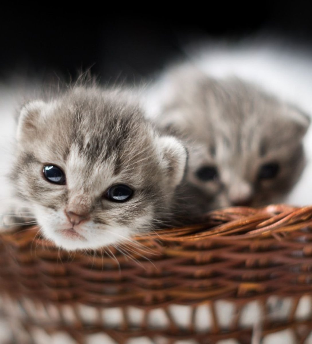 Милые новорождённые котята