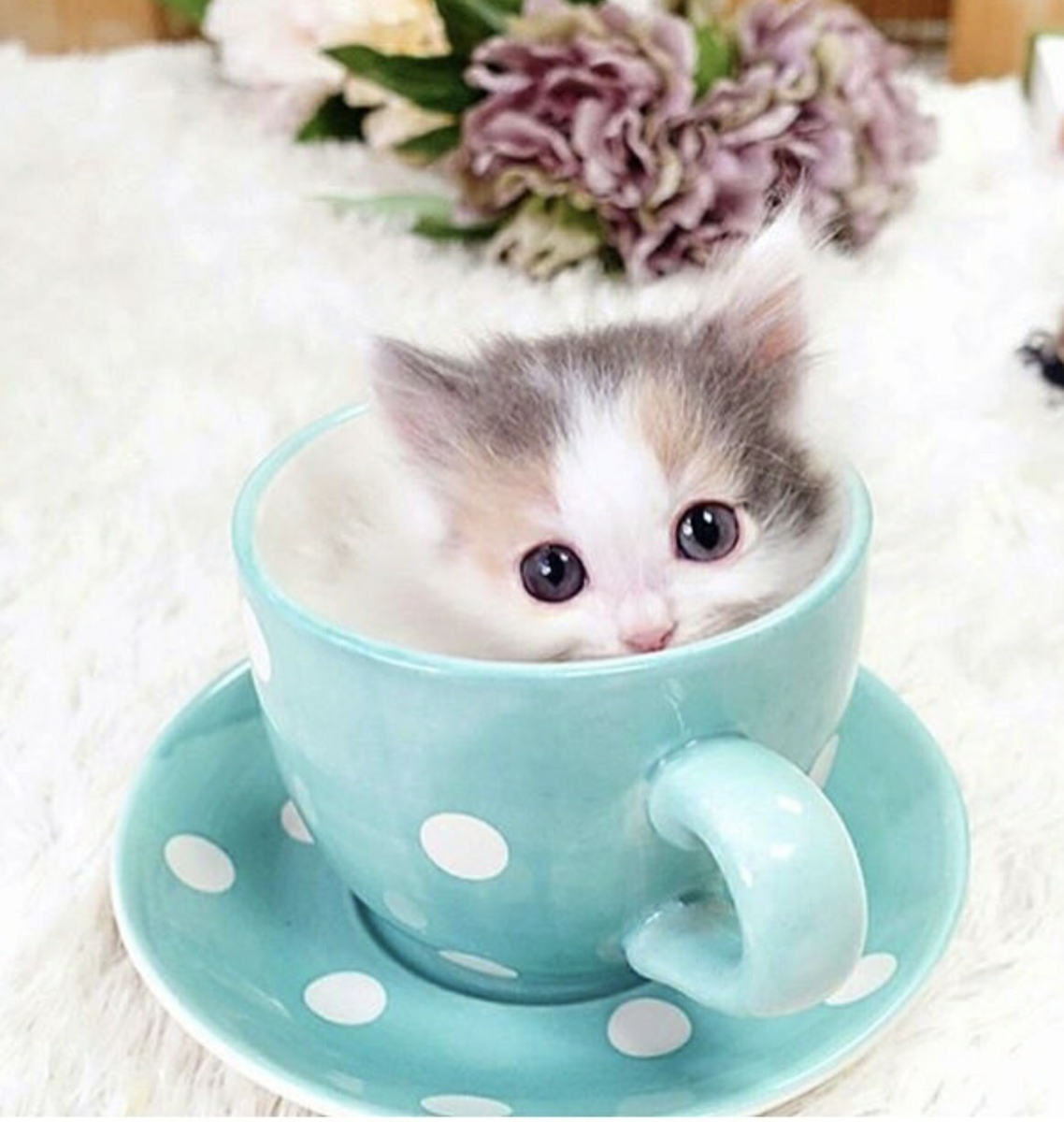 Котенок в чашечке